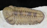 Beautiful Kainops Trilobite - Oklahoma #23114-2